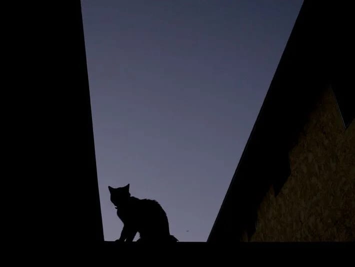 Pişiklərdəki parazit beyin funksiyasını poza bilər