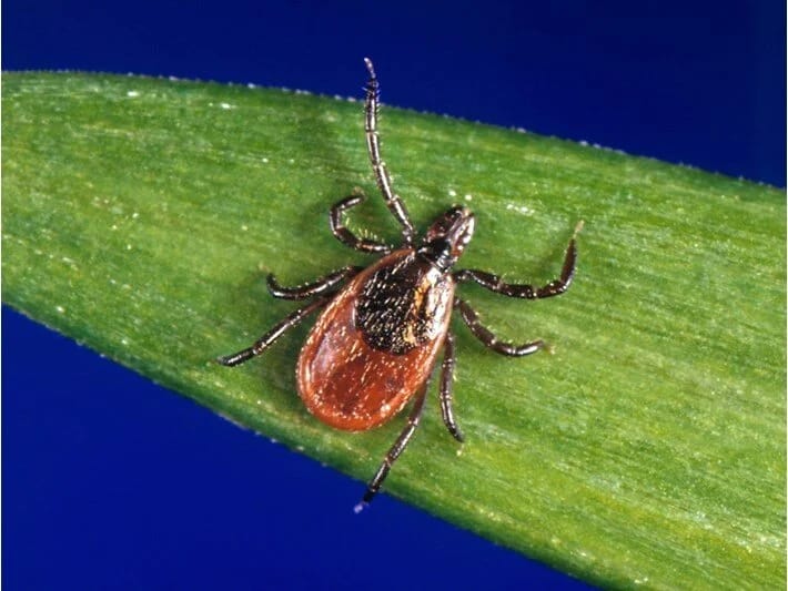 Yunanıstanda gənənin dişlədiyi bir nəfər ölüb