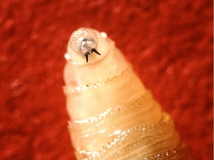 Ət yeyən qurdlarla mübarizə: Təbiətə milyardlarla milçək buraxılacaq 