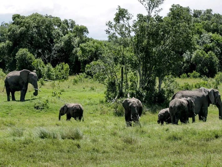 Safaridə filin hücumu nəticəsində iki qadın turist həlak olub