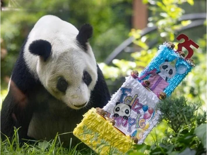 Nəhəng panda Xin Xin 35 yaşını qeyd edir