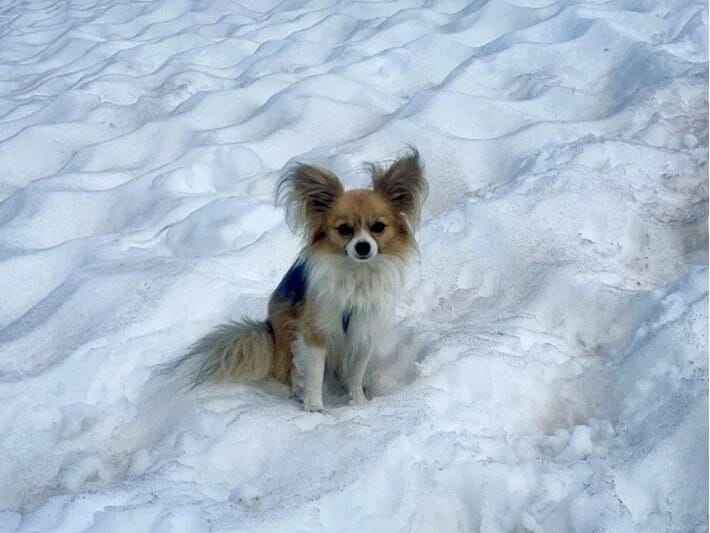 Buzlaq yarığına düşən adam iti tərəfindən xilas edilib