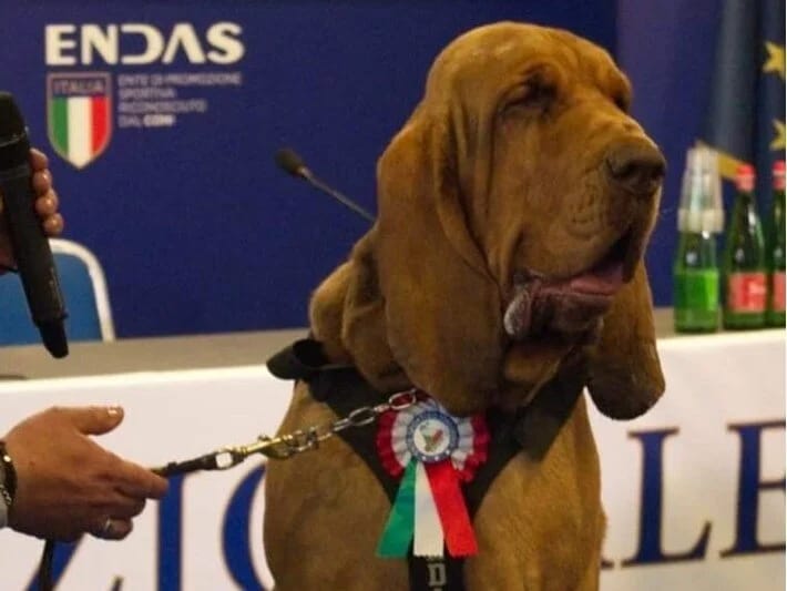 Axtarış itinə sui-qəsd kimi hücum: Mismarlı kolbasa ilə öldürüldü 