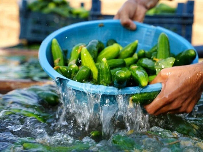 Minlərlə kilo xiyar piştaxtalardan yığışdırıldı
