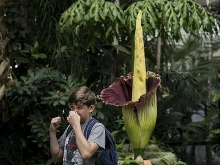 Meyit çiçəyi diqqəti cəlb edir: Onun adı pis qoxusundan gəlir