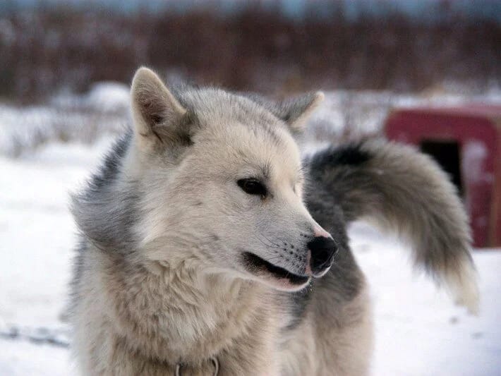 Ən qədim əhliləşdirilmiş it cinsi kəşf edildi: 9500 il