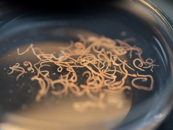 Ölümcül parazit xəbərdarlığı: Bədənə nüfuz edir, insanlarla qidalanır 