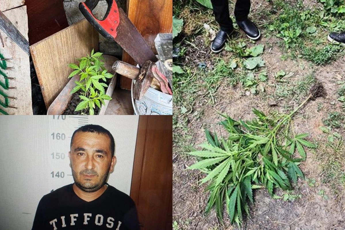 Qəbələdə çətənə kolları yetişdirən şəxs saxlanılıb