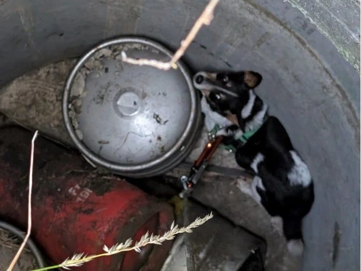 Dərinliyi 4 metr olan quyuda qalan it 11 gündən sonra xilas edilib