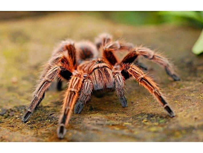 Peçenye qutusunda 1500 tarantula tapılıb