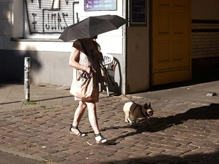 İtlər də günəş eynəyi taxmalı və günəşdən qoruyucu vasitələr istifadə etməlidirlər