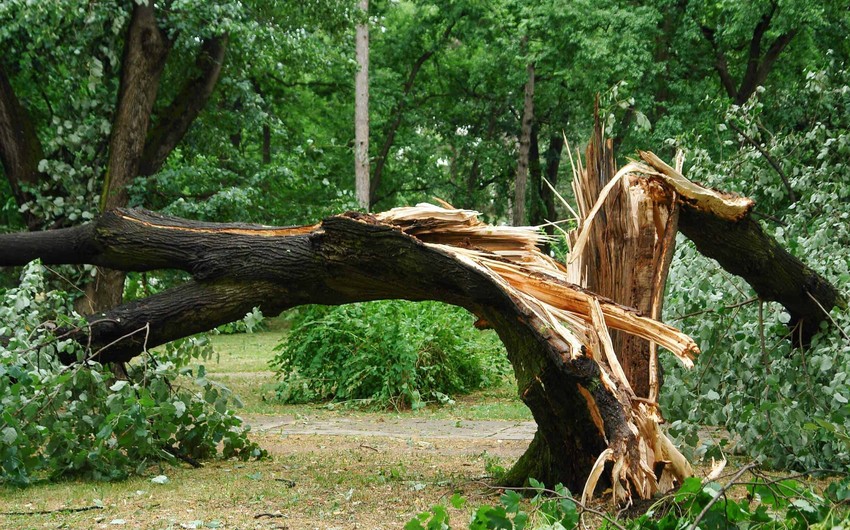 Oğuzda meşəlik ərazidə üzərinə ağac düşən 34 yaşlı şəxs ölüb