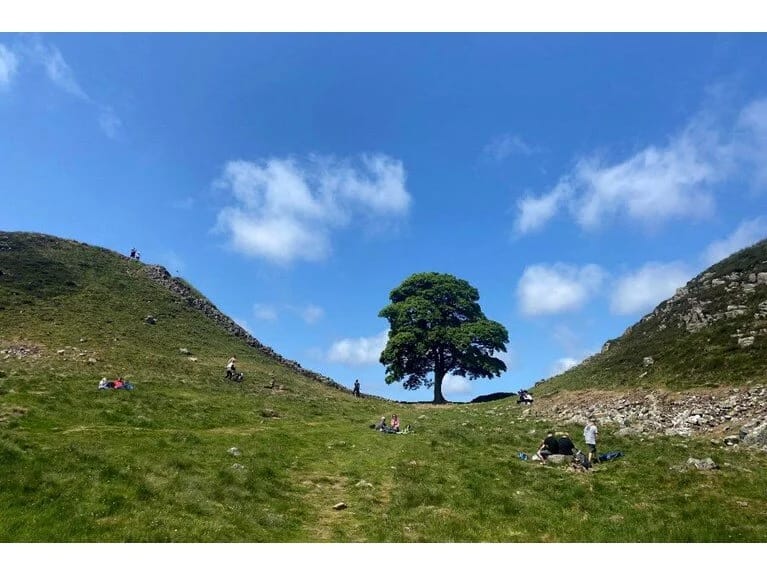 Britaniyanın simvolik ağacını kəsənlərə həbs cəzası verilib