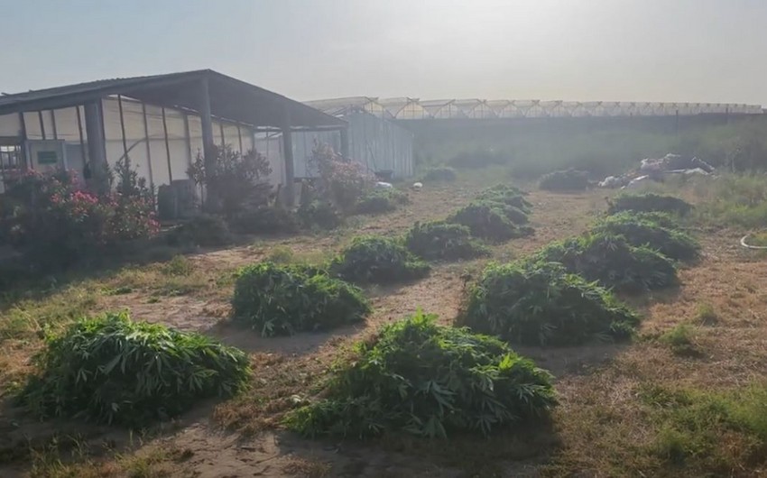 Polis Maştağada xüsusi əməliyyat keçirib , pomidor istixanasında 881 kiloqram narkotik vasitə aşkarlanıb