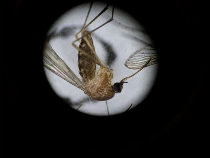 Qərbi Nil Virusunun sürətli artımı: İtaliyada narahatçılıq