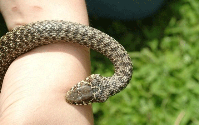 Mərkəzi Nəbatat Bağında 7 yaşlı uşağı ilan sancdı - Vəziyyəti ağırdır