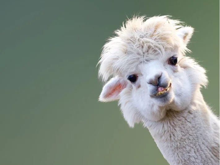 Şizofreniya ilə mübarizədə ümid verə biləcək heyvan müəyyən edilib