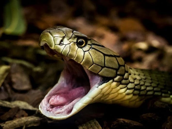 İki yaşlı uşaq kobranı dişləyərək öldürüb