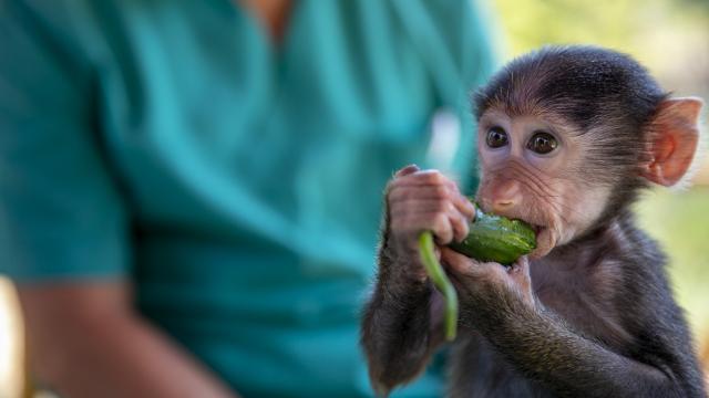 Alman zooparkı babunları öldürərək ətyeyənlərə yedizdirib