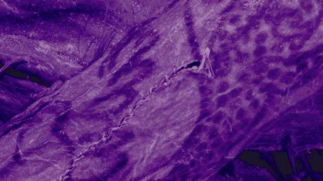 2500 illik mumiya üzərində tatuajlar aşkar edilib