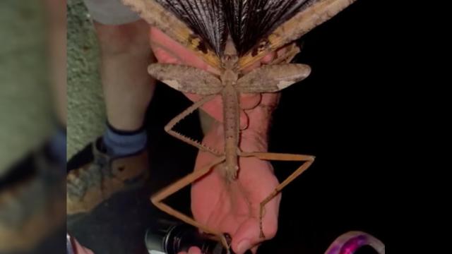 Avstraliyada 44 qram ağırlığında yeni çəyirtkə növü aşkar edilib