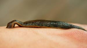 Kürdəmirdə zəli ovlayan şəxslərə HÖKM OXUNUB