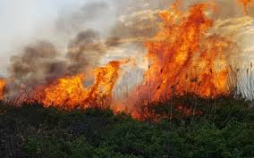 Göygöldə əkin sahəsini yandıran şəxs məsuliyyətə cəlb olunub