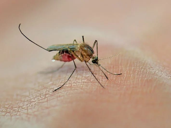 Asiyada pandemiya tədbirləri: Virus qayıdır, ağcaqanad ovu başlayır