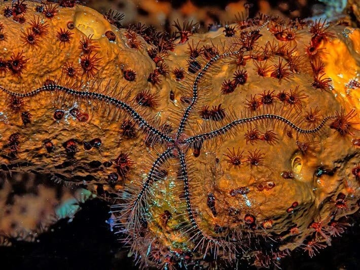 Dərin dənizdə gizli super magistral aşkarlanıb