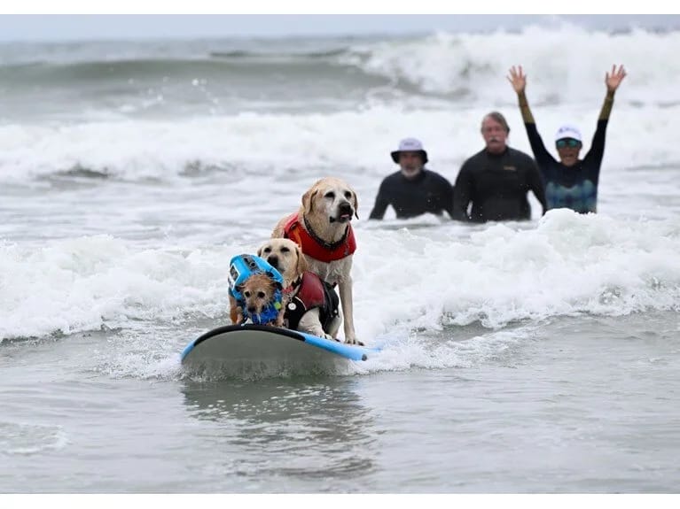 İtlər dalğalara meydan oxudu və minlərlə insan onlara tamaşa etdi