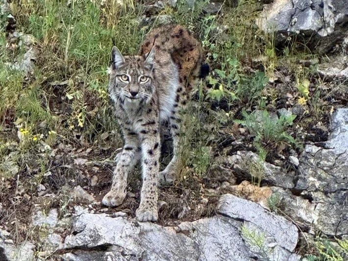 Zooparkdan əhaliyə çağırış: Ev heyvanlarınızı bizim yırtıcılarımızı bəsləmək üçün bağışlayın