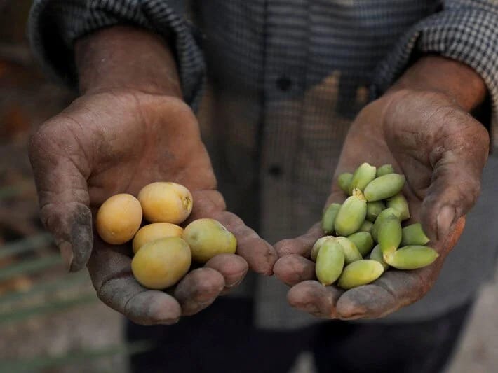 İraqın cənubundakı su böhranı səbəbindən fermerlər səhrada xurma yetişdirirlər