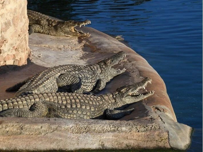 İordan çayının qərb sahilində timsah qalmaqalı