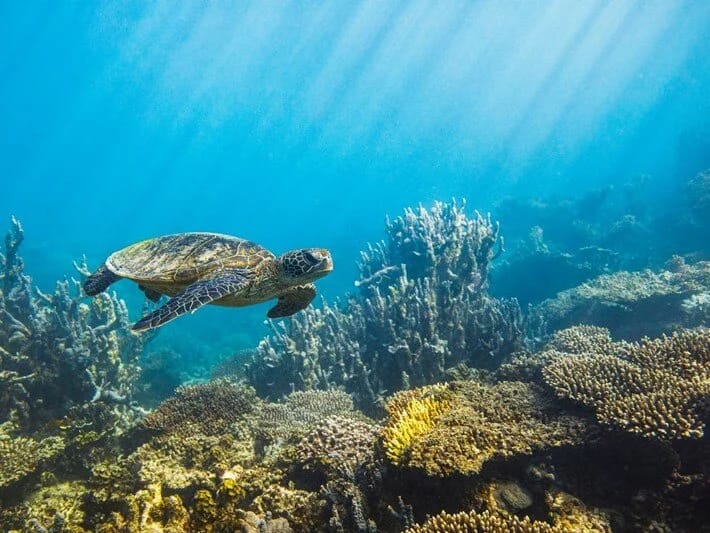 Kosmosdan görünən yeganə canlı yox olmaq üzrədir