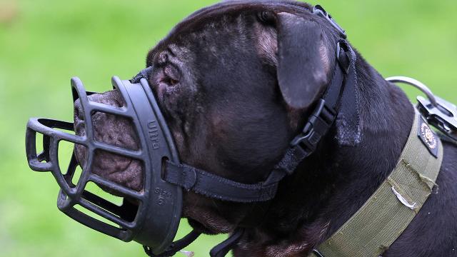 Yeddi yaşlı oğlan ev itinin hücumuna məruz qalıb