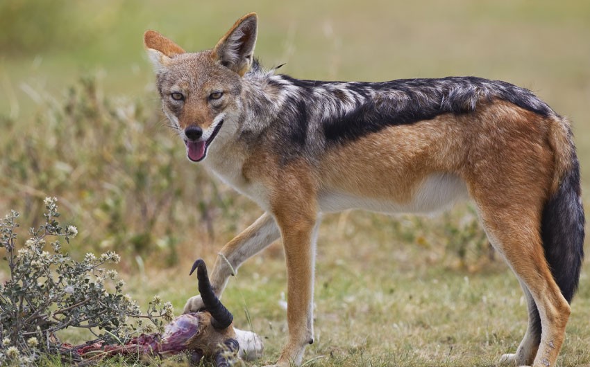 Cəlilabadda çaqqal kənd sakinlərinə hücum edib, xəsarət alanlar var