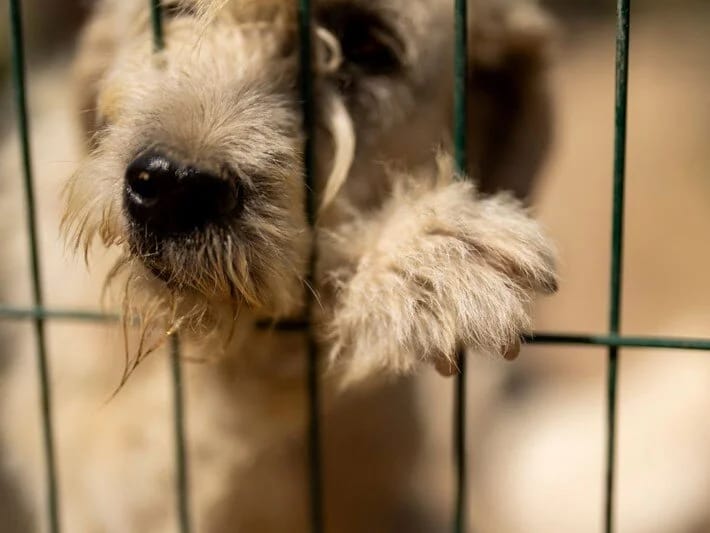 60.000 it bir imza ilə şəhərdən çıxarılacaq