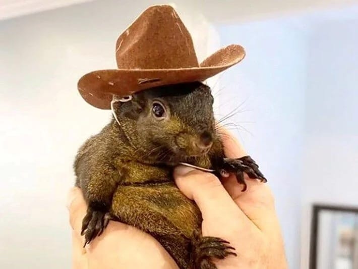 Peanut adlı sincabın ölümü Nyu Yorku fəlakətə uğradacaq