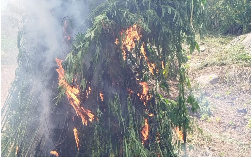 Daşkəsəndə 600 kq-dan artıq çətənə bitkisi məhv edilib