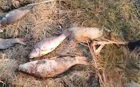 Mahmudçala Ovçuluq Təsərrüfatında balıqların kütləvi tələfatı qeydə alınıb