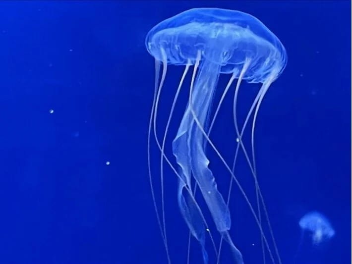 Qərbi Avropanın ən böyük atom elektrik stansiyası meduza səbəbiylə bağlanıb