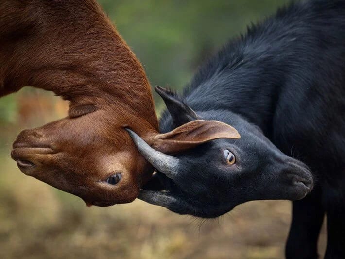 Yanğınla mübarizənin yeni üsulu: İspaniya ümidini keçilərə bağlayıb