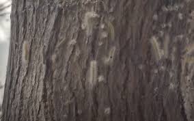 Sumqayıtda bəzi evləri və ağacları qurd basıb, şəhərdə dezinfeksiya işləri aparılır - RƏSMİ