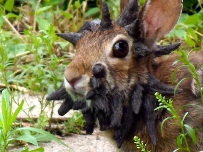 ABŞ-dabuynuzlu dovşan virusu yayılıb