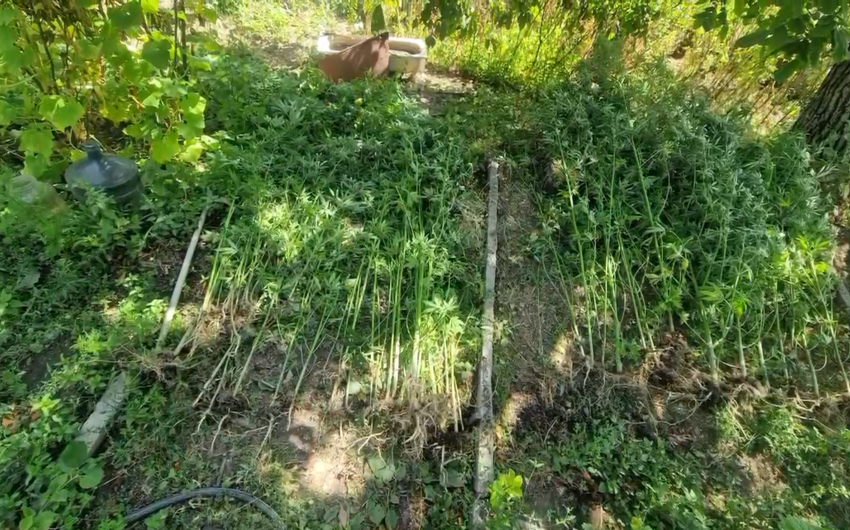 Bostan bitkilərinin arasında çətənə kolu yetişdirməkdə təqsirləndirilən şəxs həbs olunub