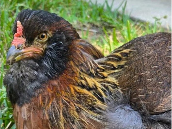 Dünyanın ən yaşlı toyuğu həyatdan bərk yapışıb