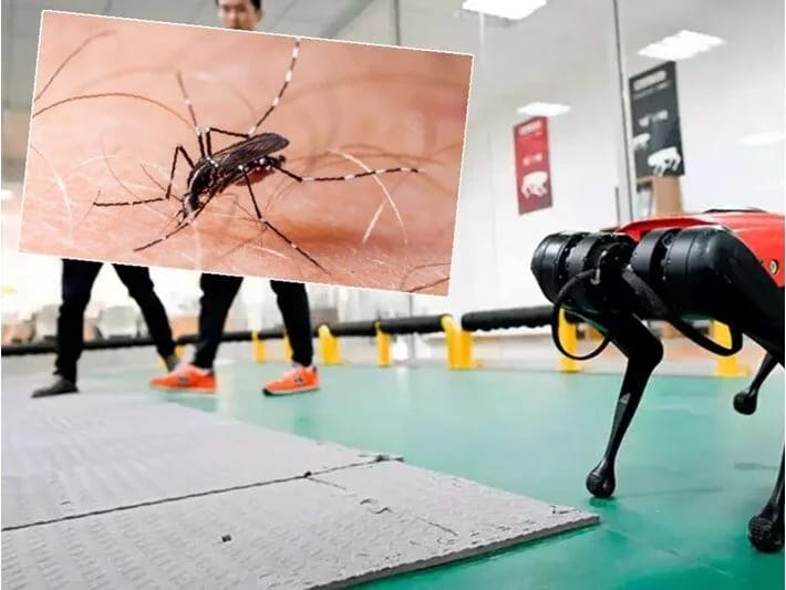 Honq Konq çikungunya ilə mübarizədə robot itlərdən istifadə edəcək