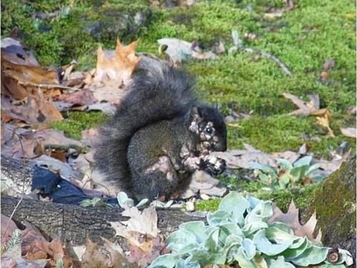 ABŞ-da qorxulu mənzərə: Zombi dələlər bağlara dadandı