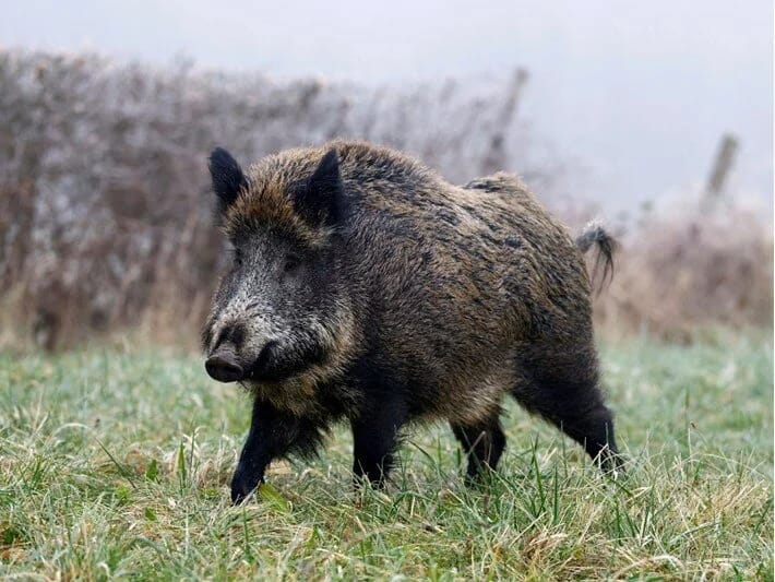 ABŞ-da mavi ət epidemiyası: Səlahiyyətlilər xəbərdarlıq edir 
