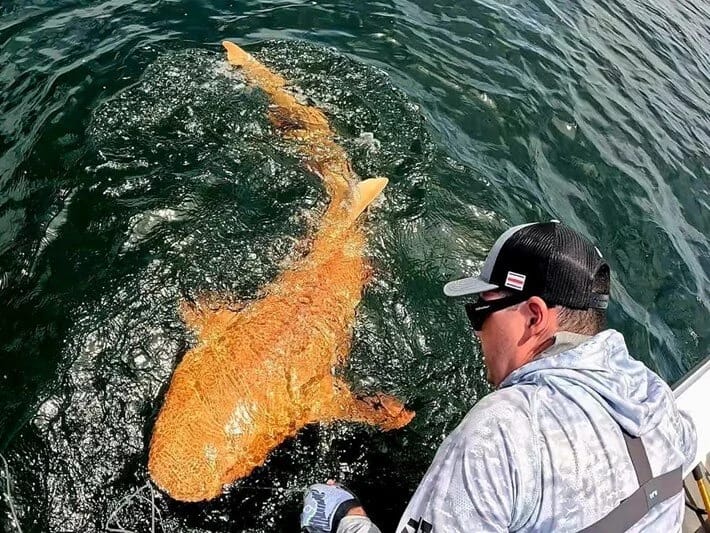 Karib dənizində narıncı köpəkbalığı göründü